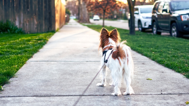 Rappel des obligations concernant les chiens sur la voie publique