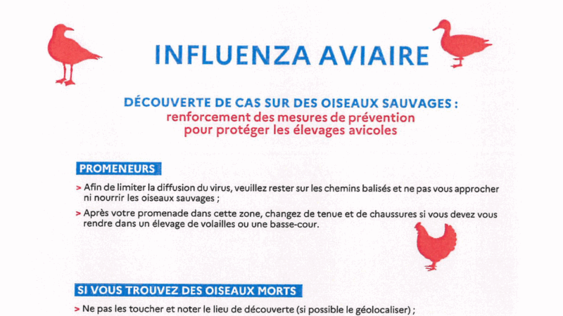 Influenza Aviaire – Informations
